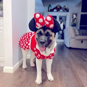 Pet costume Minnie Mouse XL